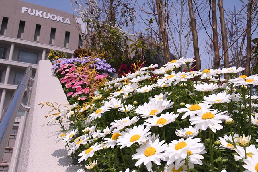 ソフトバンクは福岡移転30周年を記念してヤフオクドーム外部のガーデン化を実施【写真：藤浦一都】
