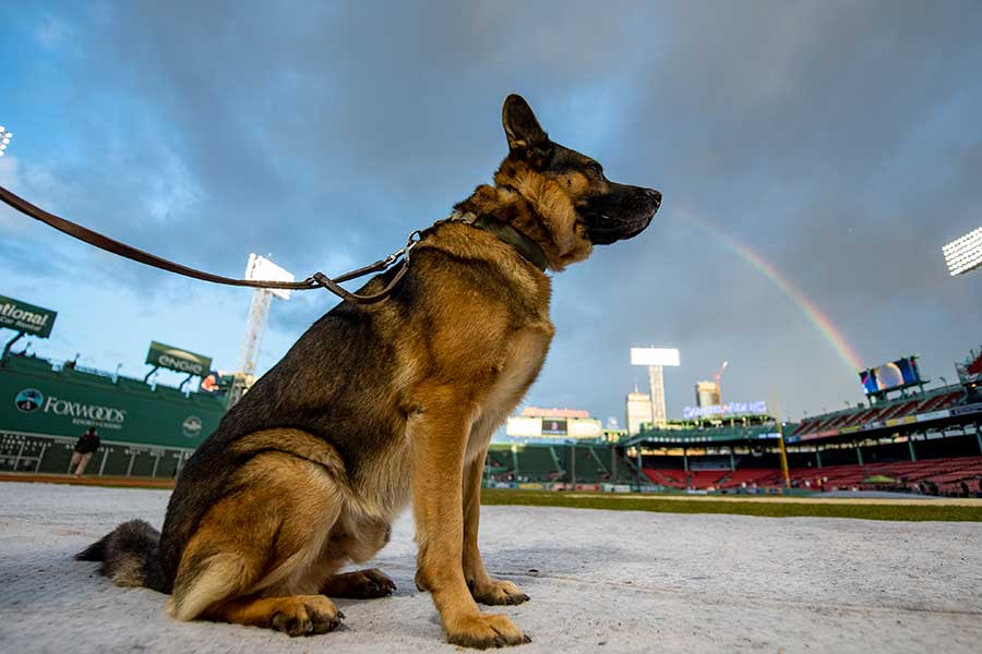 3Aの試合でバット犬の仕事が奪われたと話題に（画像はイメージです）【写真：Getty Images】