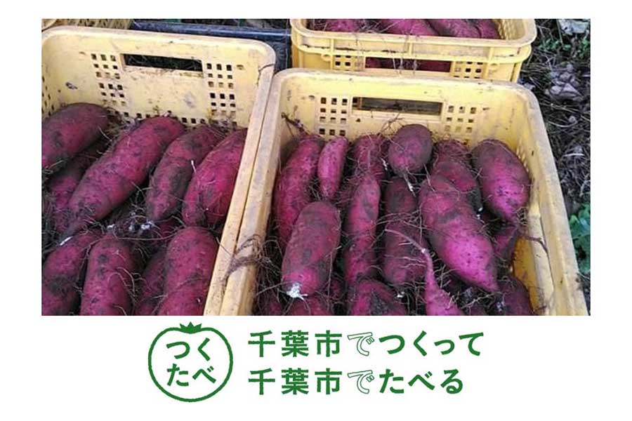 ロッテは11月1日の楽天戦で千葉市の特産品である「サツマイモ」を先着300人に無料配布することを発表した【写真提供：千葉ロッテマリーンズ】