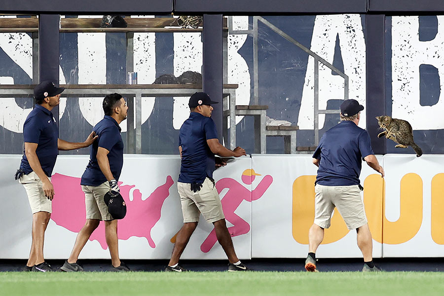 メジャーリーグの球場に現れる“乱入者”には球場スタッフも翻弄される【写真：Getty Images】