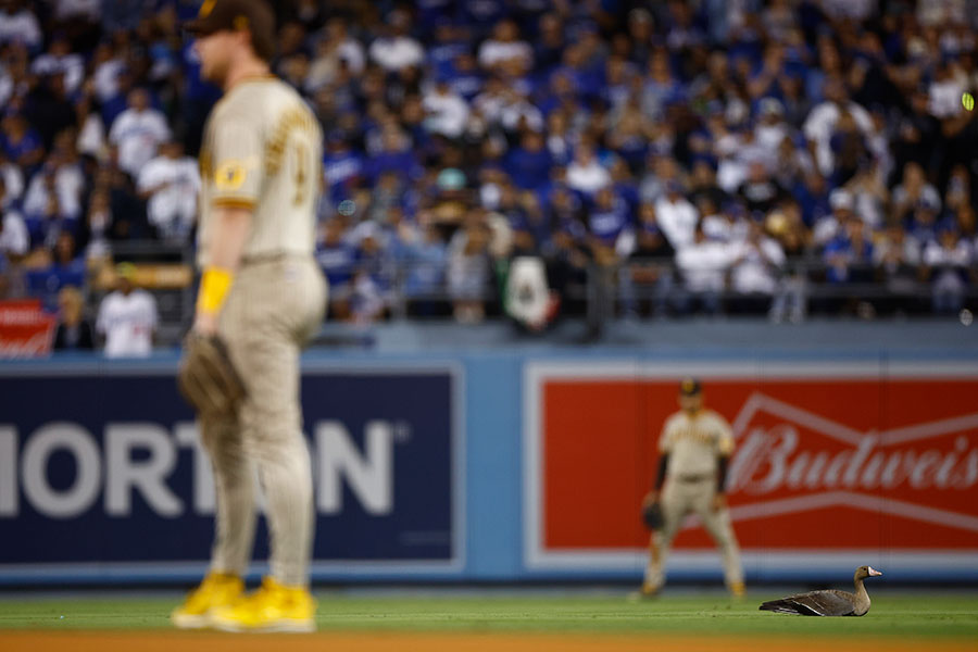 試合中に大きな鳥が二塁後方の芝生付近に現れる【写真：Getty Images】