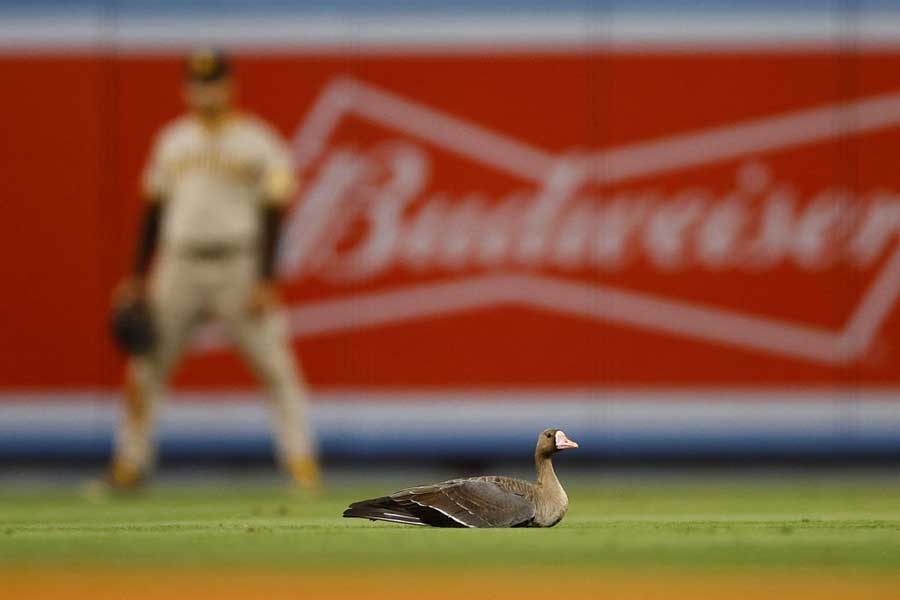 試合中に大きな鳥が二塁後方の芝生付近に現れる【写真：Getty Images】