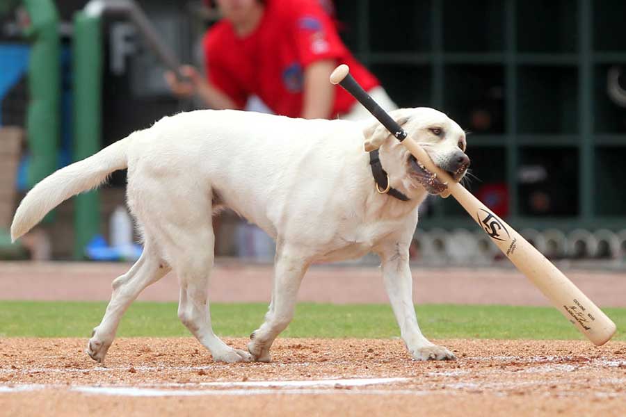 名物犬・レイラ【写真：Getty Images】