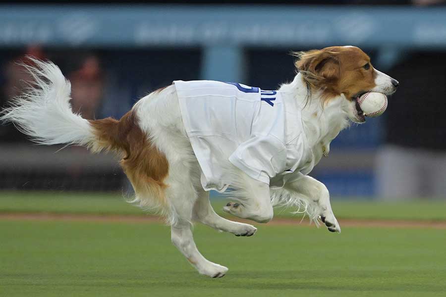 ドジャース・大谷翔平の愛犬のデコピン【写真：ロイター】