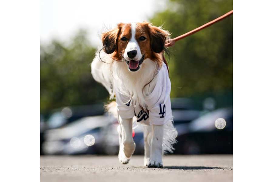 球場入りするドジャース・大谷翔平の愛犬デコピン（写真はスクリーンショット）　【写真提供：ドジャース】