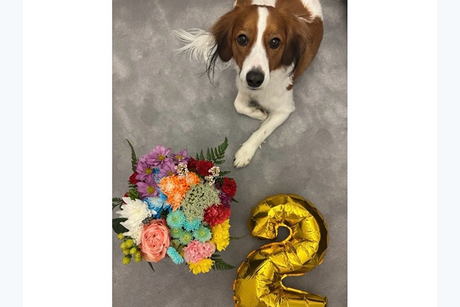 ドジャース・大谷翔平が投稿した愛犬デコピン（写真はスクリーンショット）