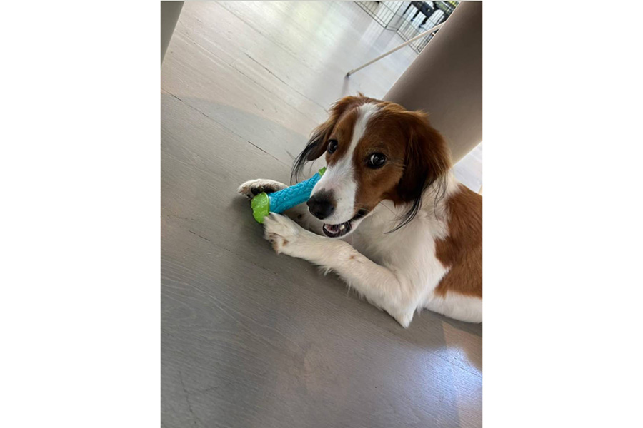 ドジャース・大谷翔平が公開した愛犬のデコピン（写真はスクリーンショット）