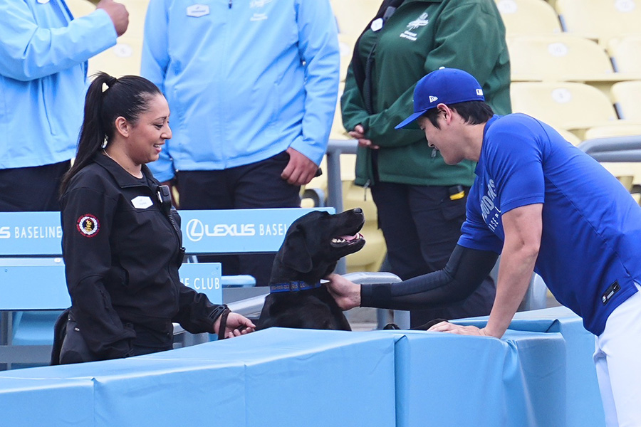 警備犬と戯れるドジャース・大谷翔平【写真：荒川祐史】