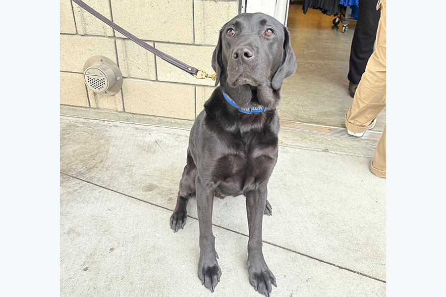 警備犬のイーグルくん【写真：小谷真弥】