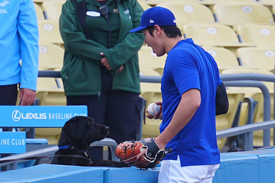 警備犬と戯れるドジャース・大谷翔平【写真：荒川祐史】
