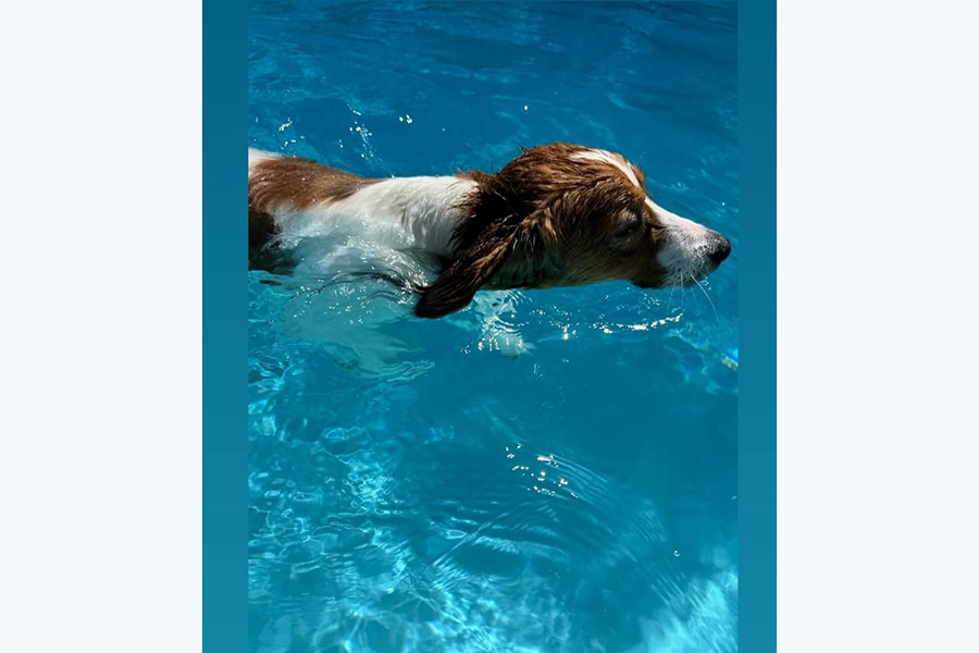 ドジャース・大谷翔平が投稿したデコピン（写真はスクリーンショット）