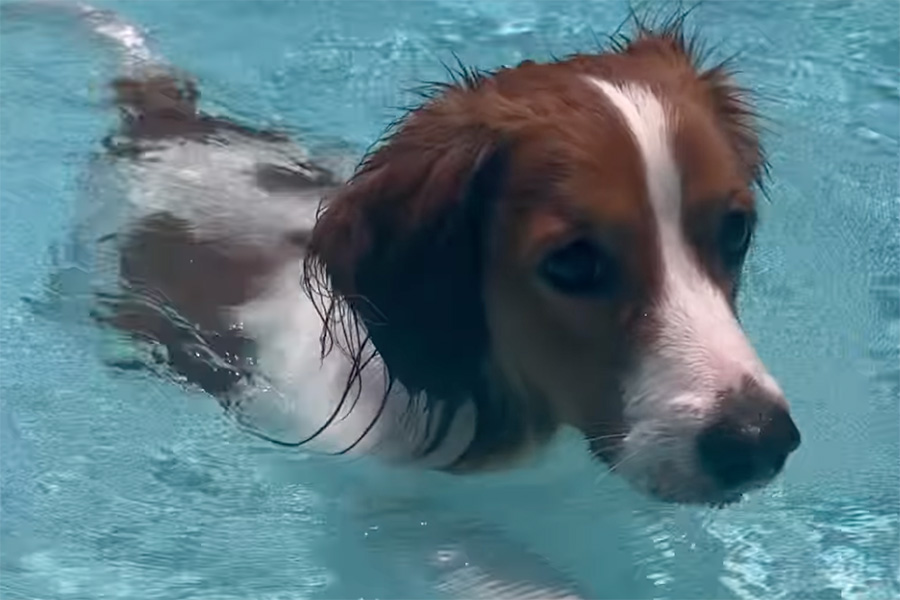 大谷翔平が公開したデコピン(投稿をスクリーンショット)