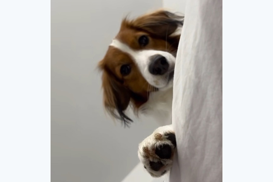 ドジャース・大谷翔平が公開したデコピン（写真はスクリーンショット）