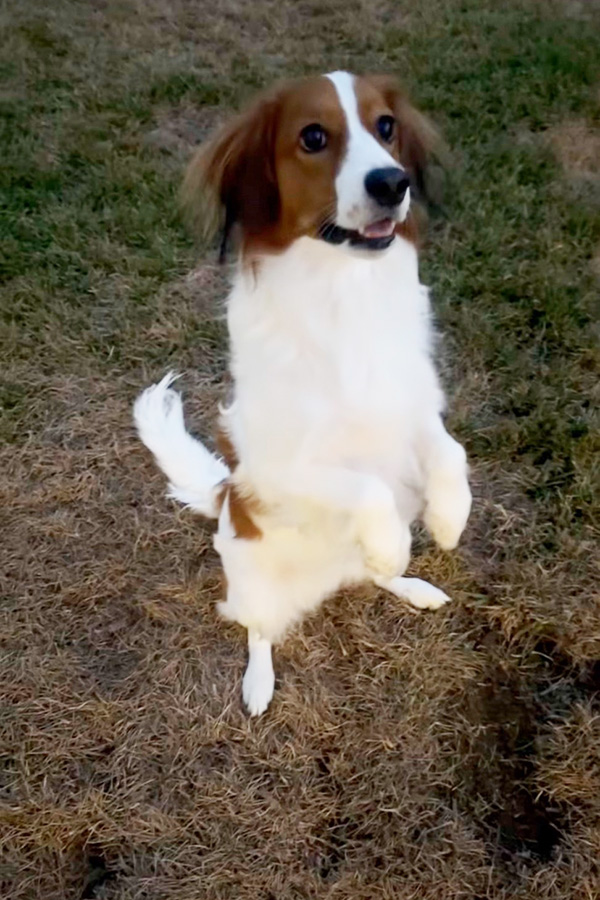 ドジャース・大谷翔平が公開した愛犬のデコピン（写真はスクリーンショット）