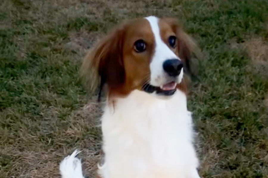 ドジャース・大谷翔平が公開した愛犬のデコピン（写真はスクリーンショット）