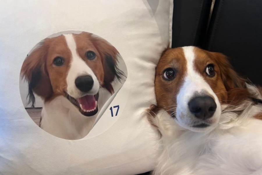 ドジャース・大谷翔平が投稿した愛犬・デコピン（写真はスクリーンショット）