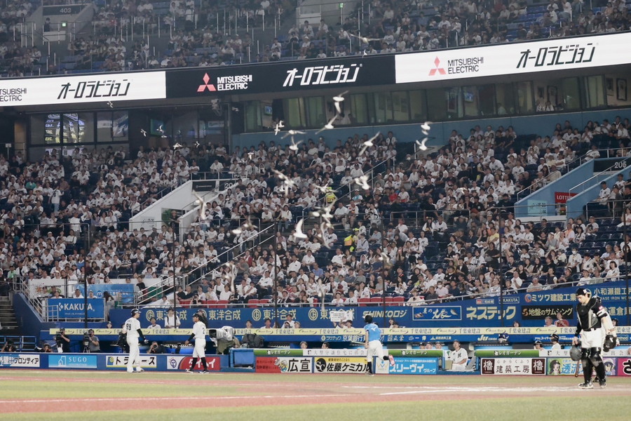 ZOZOマリンスタジアムに鳥の群れが乱入【写真：小池義弘】