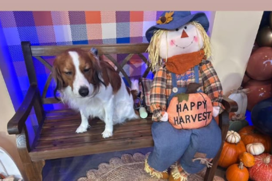 ドジャース・大谷翔平が公開した愛犬・デコピン(画像はスクリーンショット)