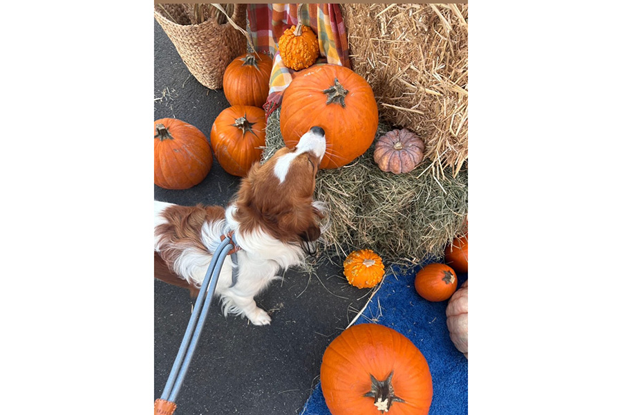 ドジャース・大谷翔平が公開した愛犬のデコピン（写真はスクリーンショット）