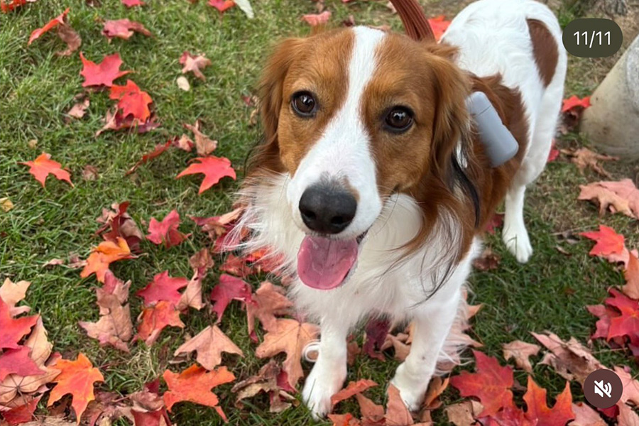 大谷が投稿した愛犬デコピン（画像はスクリーンショット）