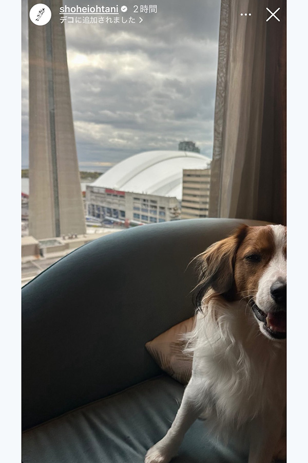 ドジャース・大谷翔平が投稿した愛犬のデコピン（写真はスクリーンショット）