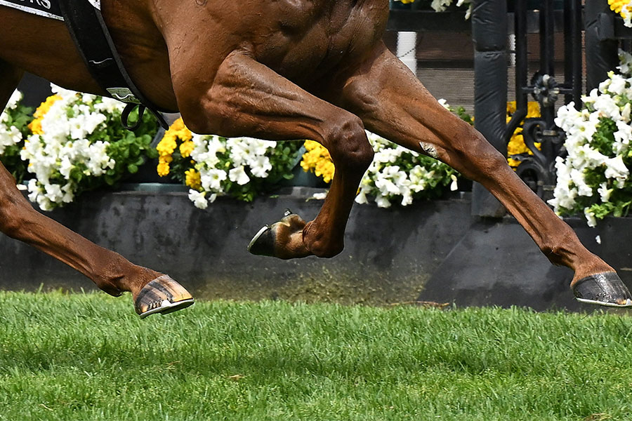 ジャパンカップに登場した人物が話題となっている【写真：ロイター】