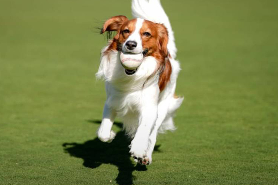 ドジャース・大谷翔平が公開した愛犬デコピン（写真はスクリーンショット）