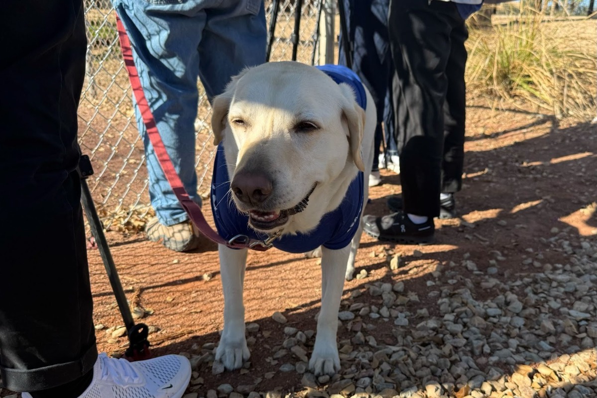 “出待ち犬”ジュニアちゃん。「大谷さんが見たいワン」【写真：小谷真弥】
