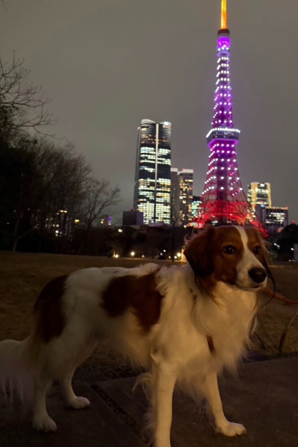 大谷翔平が公開した愛犬・デコピン（写真はスクリーンショット）
