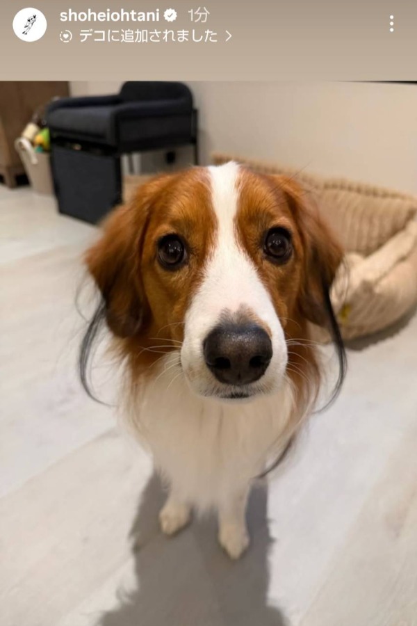 ドジャース・大谷翔平が公開した愛犬デコピン(投稿をスクリーンショット)