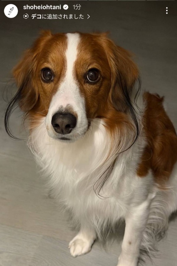 デコピンの最新ショット（写真は大谷のインスタグラムのスクリーンショット）