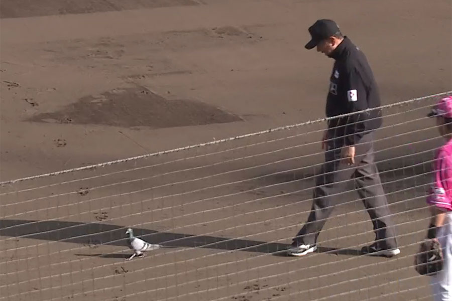 楽天戦でハトが乱入し、一時試合が中断【画像：パーソル パ・リーグTV】