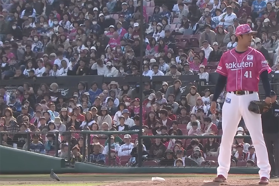 グラウンドに現れた“珍客”にファンも大注目【画像：パーソル パ・リーグTV】