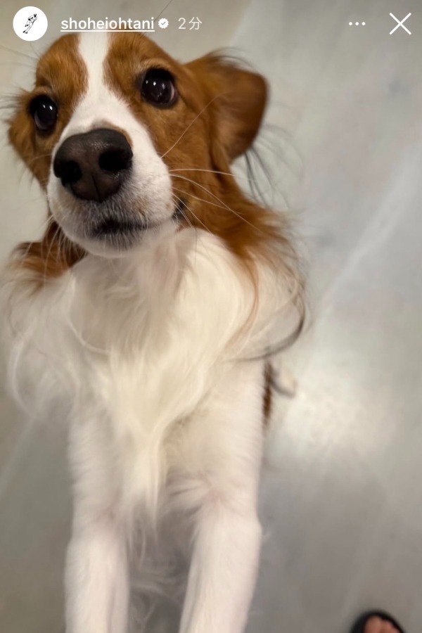 大谷翔平が公開した愛犬・デコピンの最新ショット（画像は大谷翔平インスタグラムのスクリーンショット）