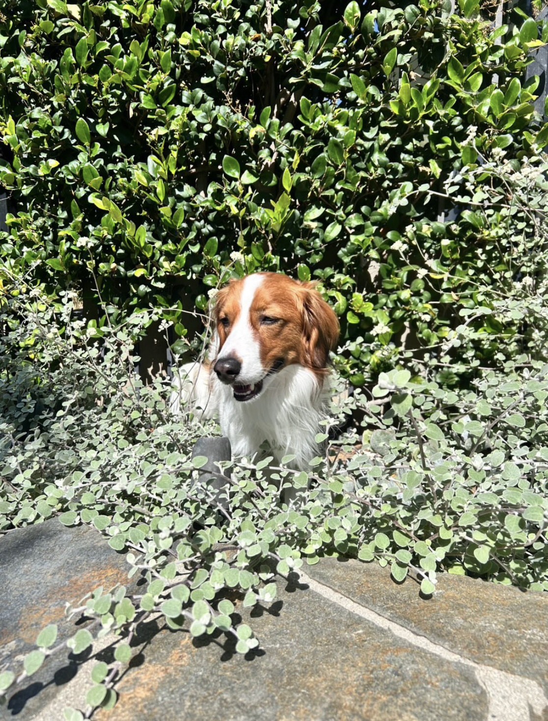 ドジャース・大谷翔平が公開した愛犬デコピン(写真はスクリーンショット)