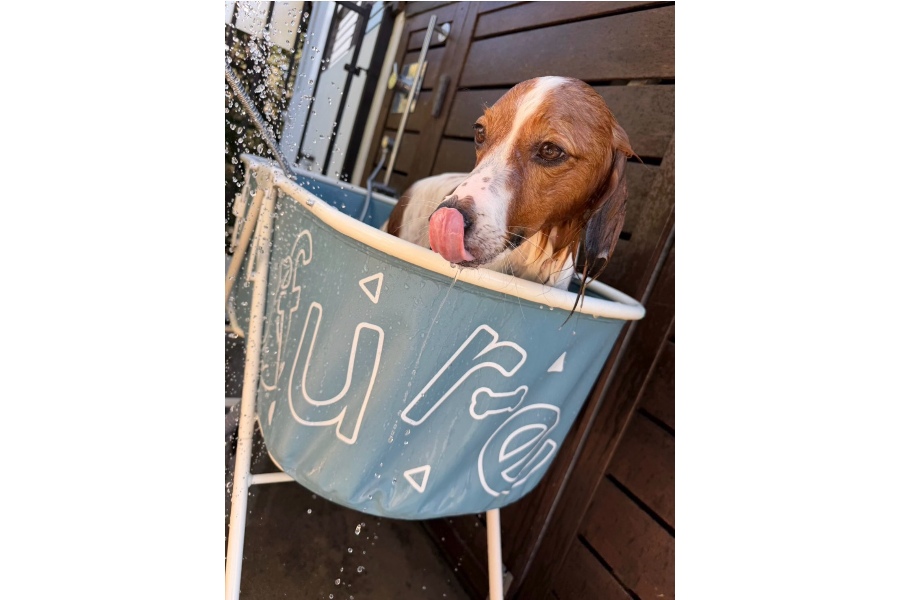 ドジャース・大谷翔平が公開した愛犬のデコピン（写真はスクリーンショット）
